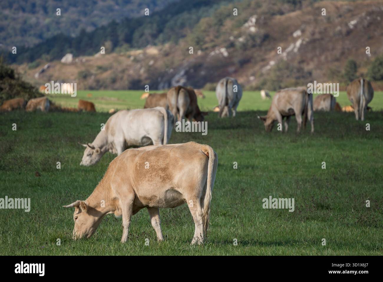 Troupeau de vaches dans un pré Banque D'Images