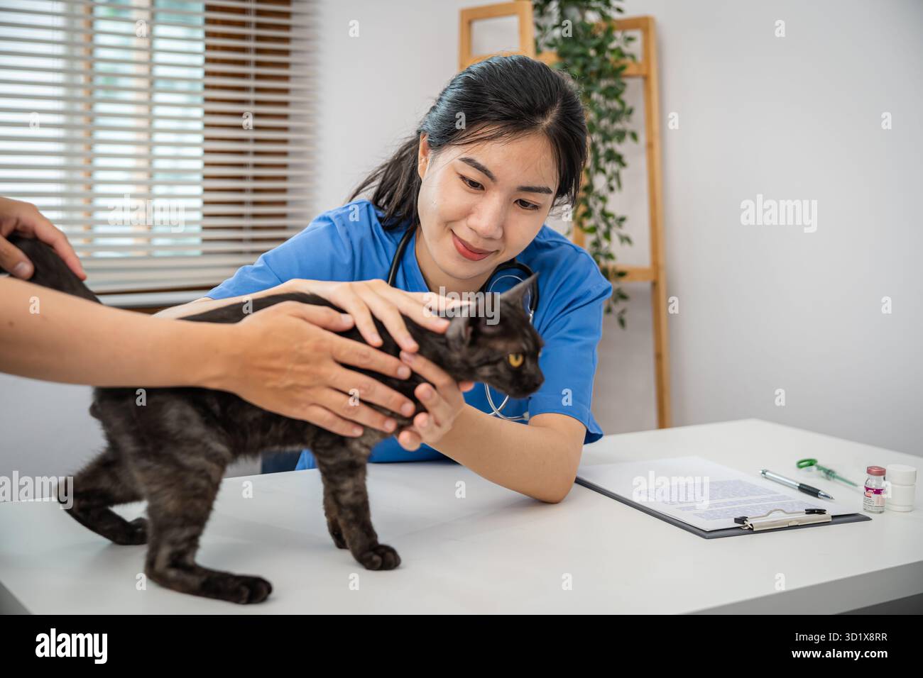 Chirurgien vétérinaire. Chat sur la table d'examen de la clinique vétérinaire. Soins vétérinaires. Vétérinaire médecin et chat Banque D'Images