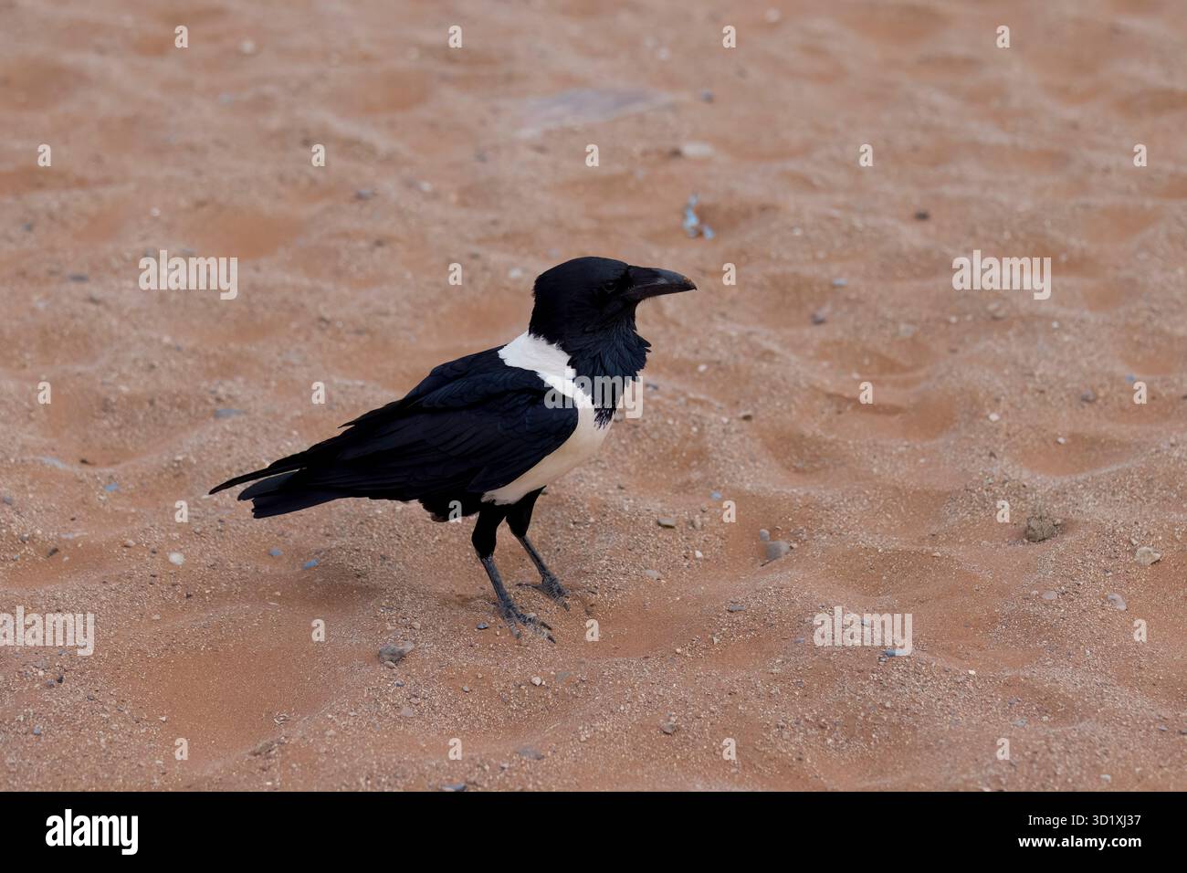 Pied Crow en Namibie Banque D'Images