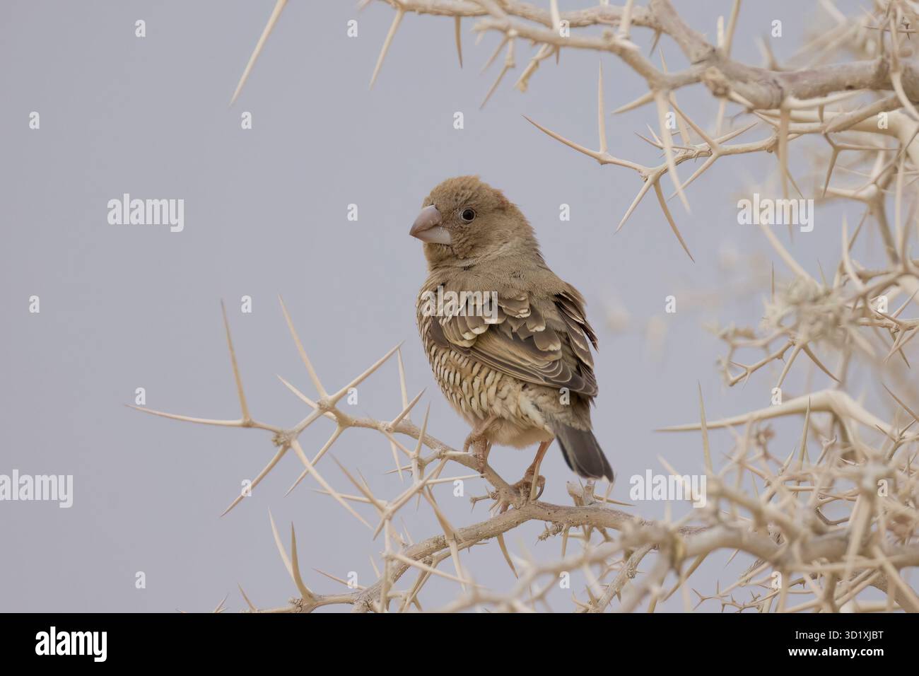 Finch à tête rouge féminin à Solitaire Namibia Banque D'Images
