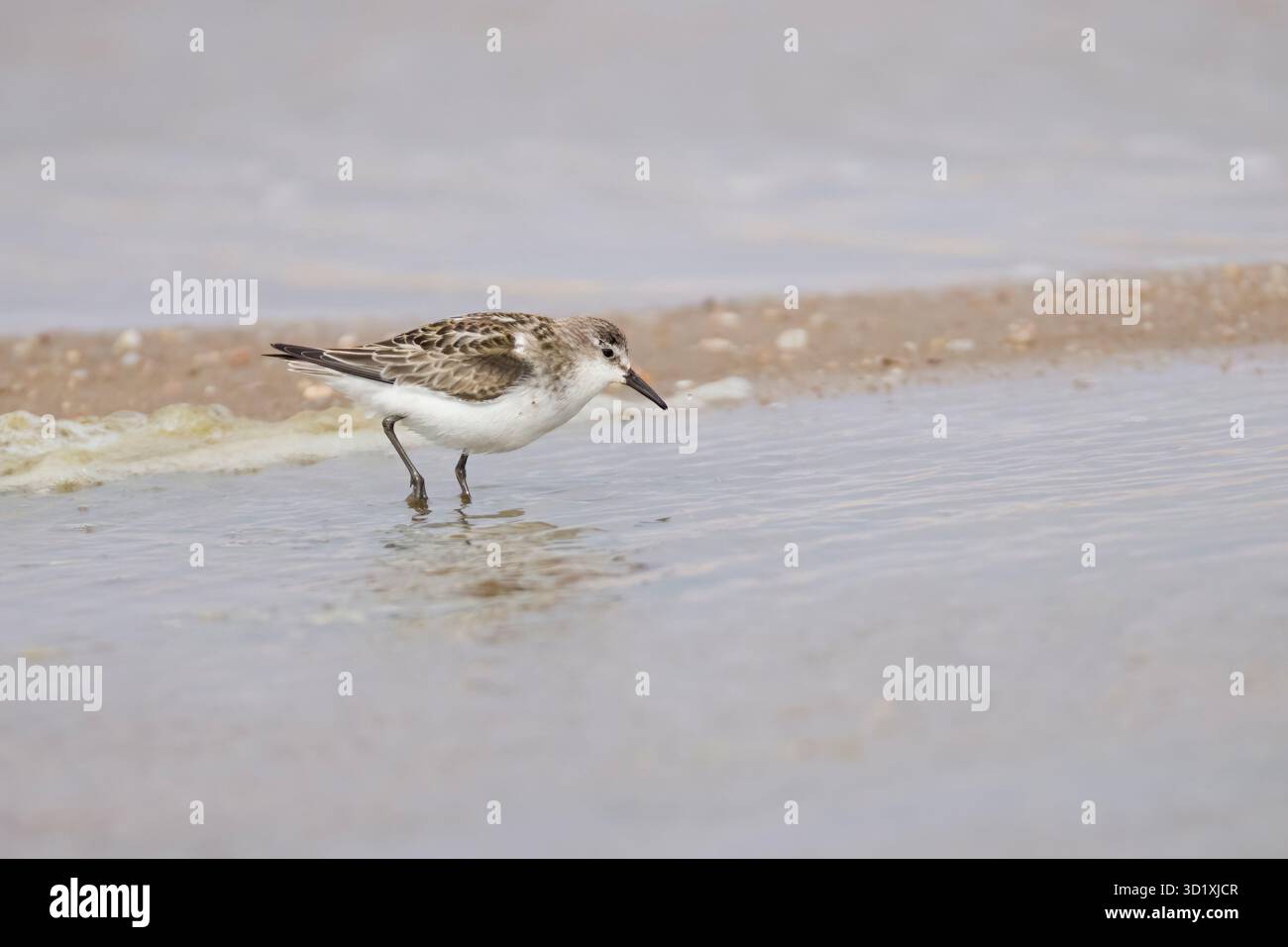 Sanderling aux salines Walvis Bay Namibie Banque D'Images
