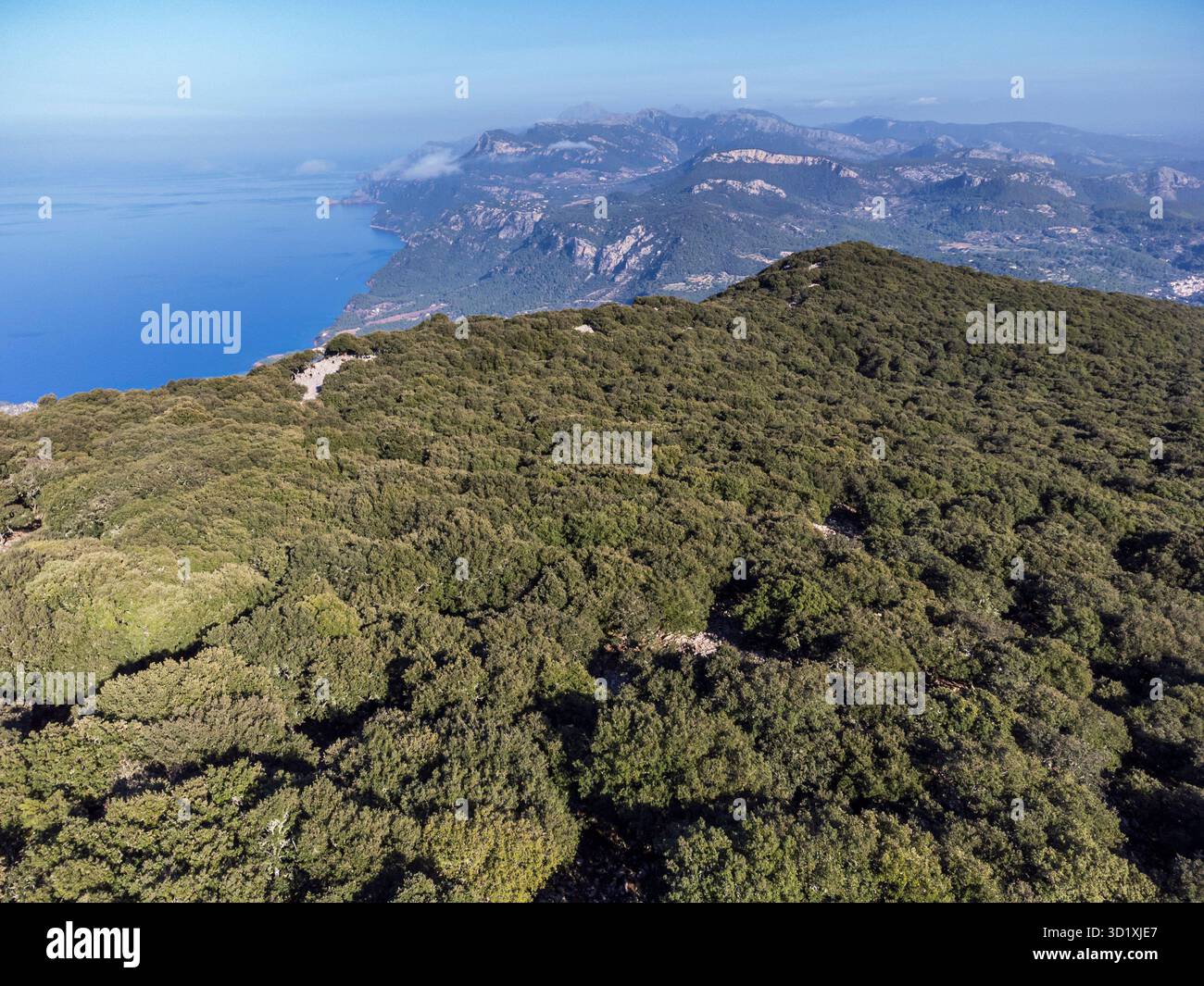 Forêt de chênes indigène de la chaîne de montagnes Tramuntana Banque D'Images