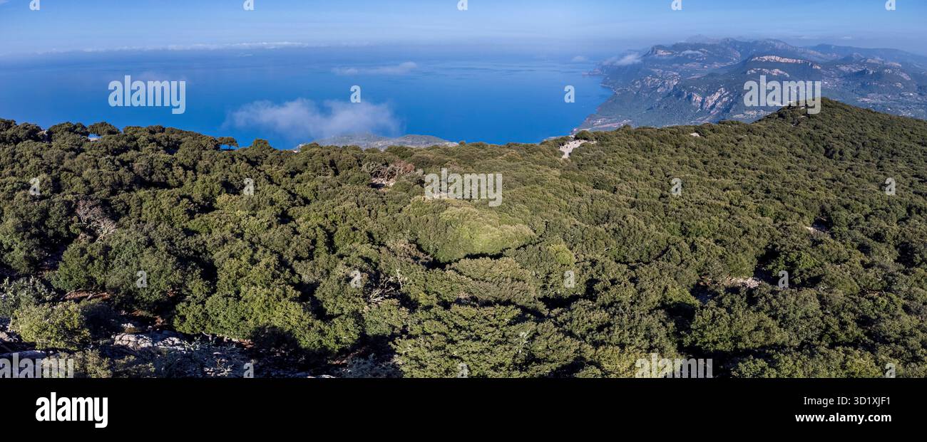 Forêt de chênes indigène de la chaîne de montagnes Tramuntana Banque D'Images