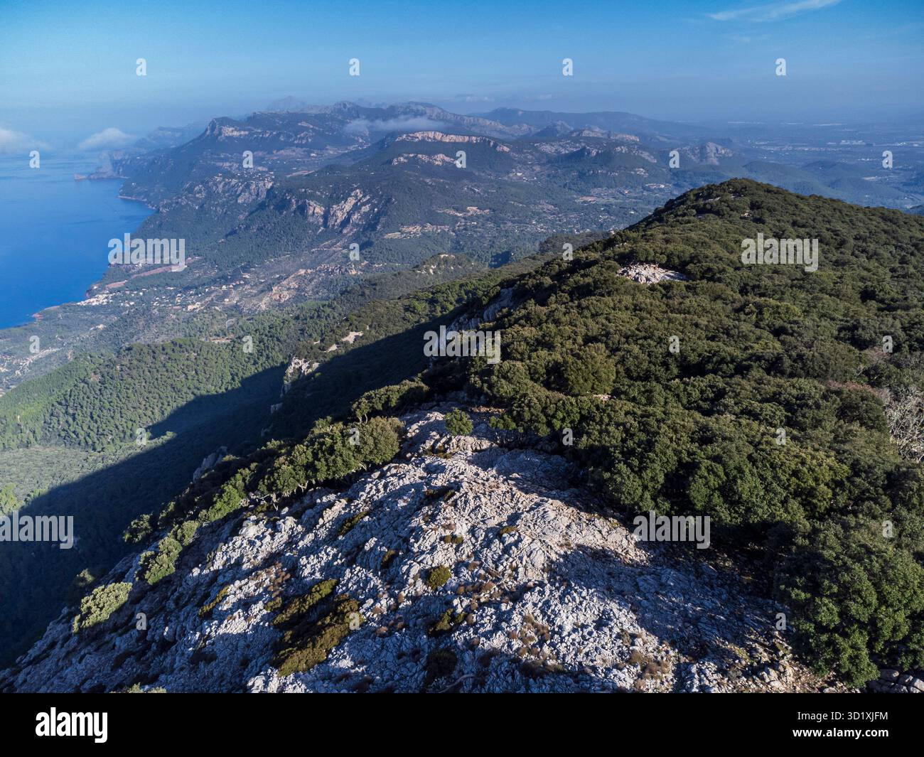 Forêt de chênes indigène de la chaîne de montagnes Tramuntana Banque D'Images