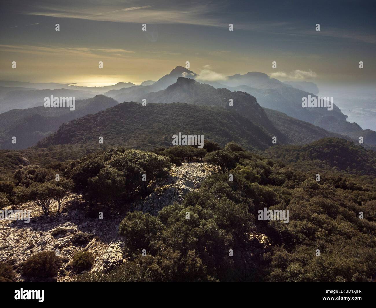 Forêt de chênes indigène de la chaîne de montagnes Tramuntana Banque D'Images