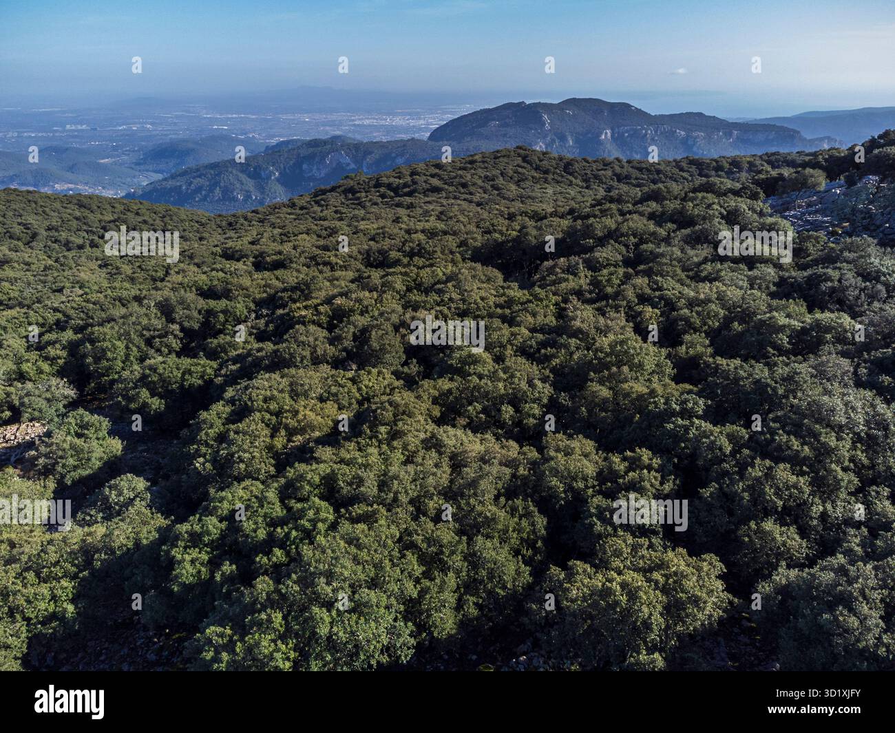 Forêt de chênes indigène de la chaîne de montagnes Tramuntana Banque D'Images