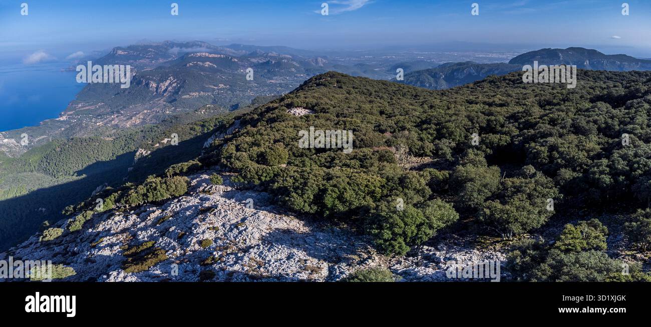 Forêt de chênes indigène de la chaîne de montagnes Tramuntana Banque D'Images