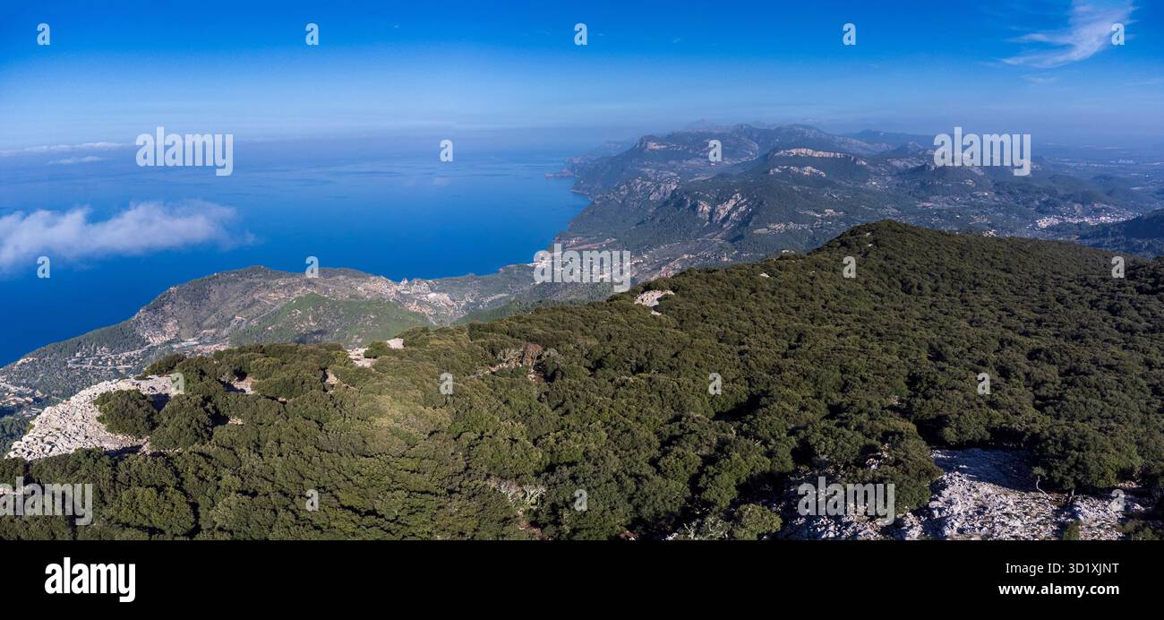 Forêt de chênes indigène de la chaîne de montagnes Tramuntana Banque D'Images