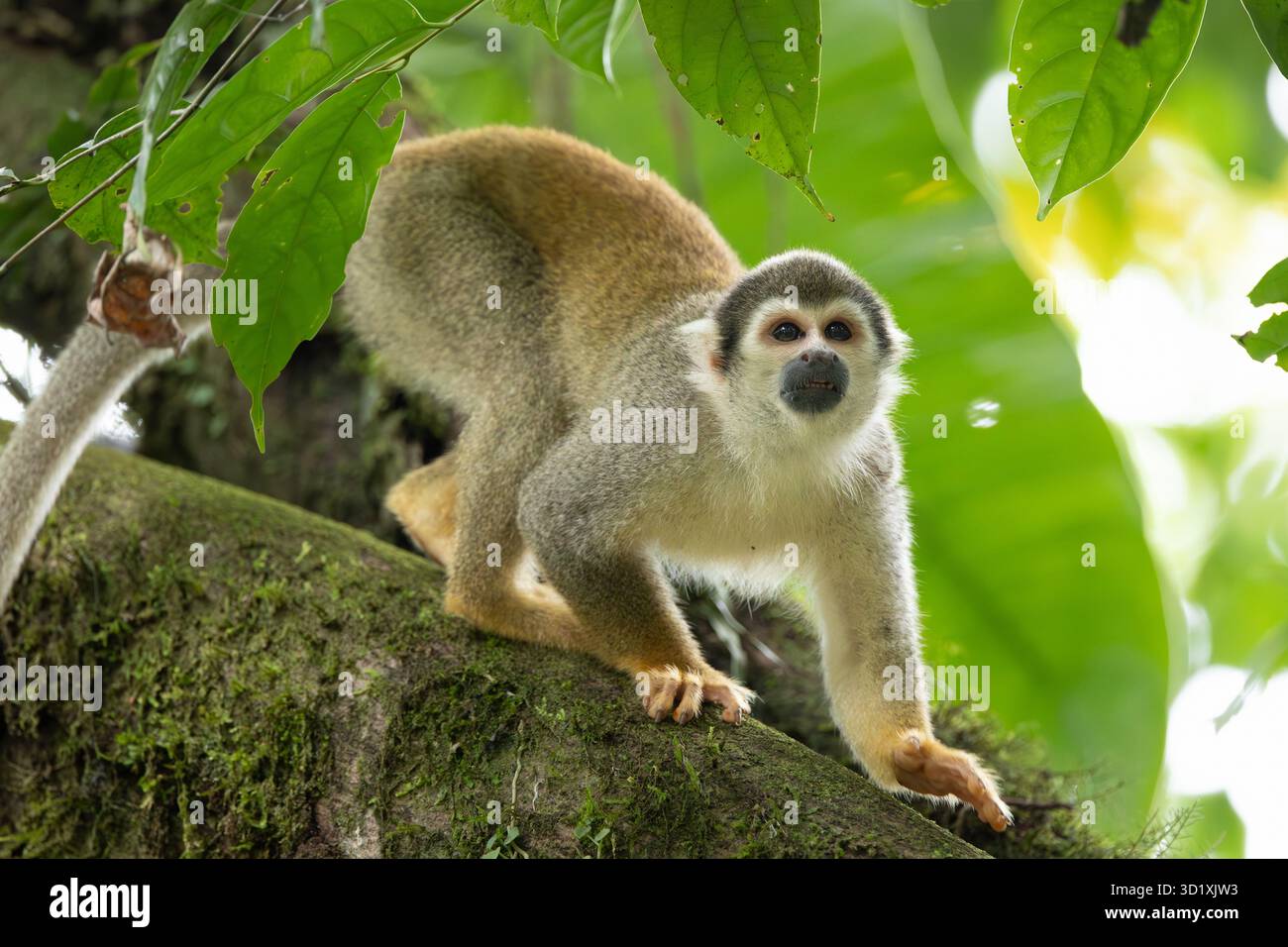 Singe écureuil équatorien (Saimiri cassiquiarensis macrodon) grimpant sur une branche d'arbre dans la forêt tropicale près de Tena, Équateur Banque D'Images