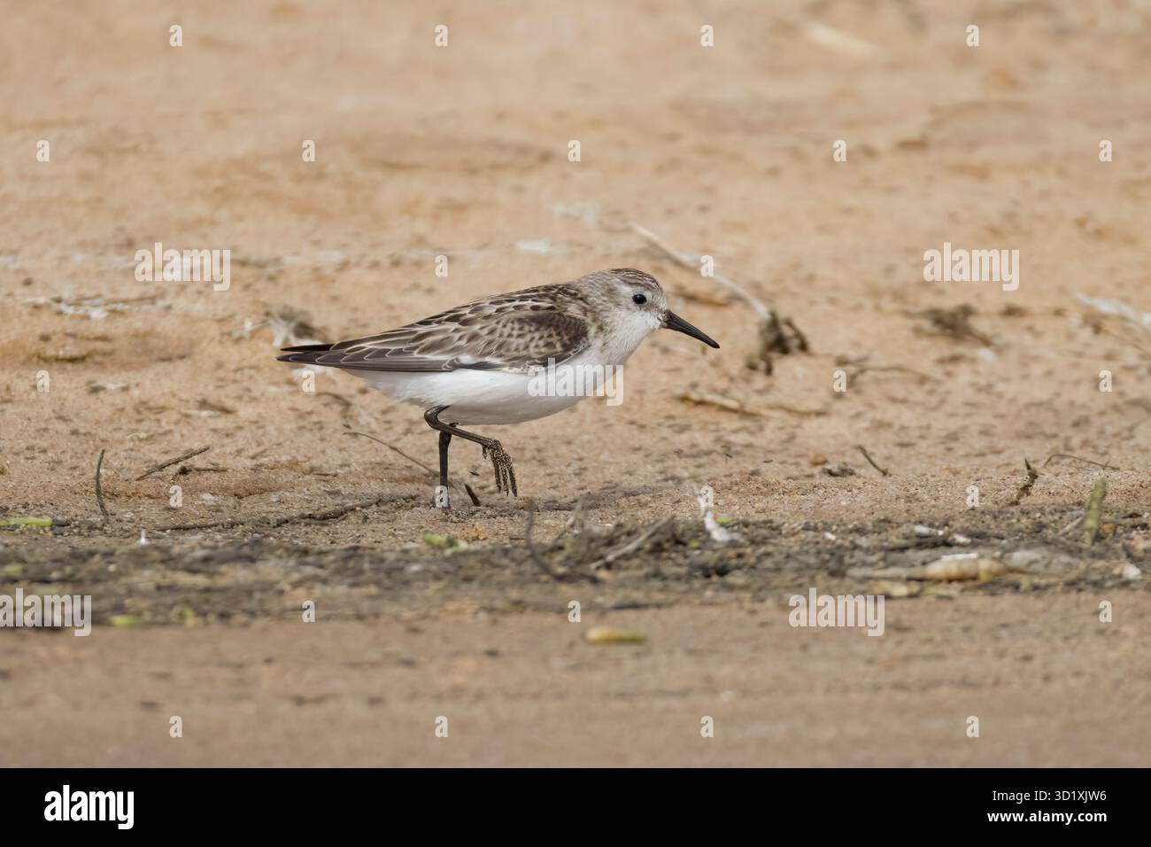 Sanderling aux salines Walvis Bay Namibie Banque D'Images