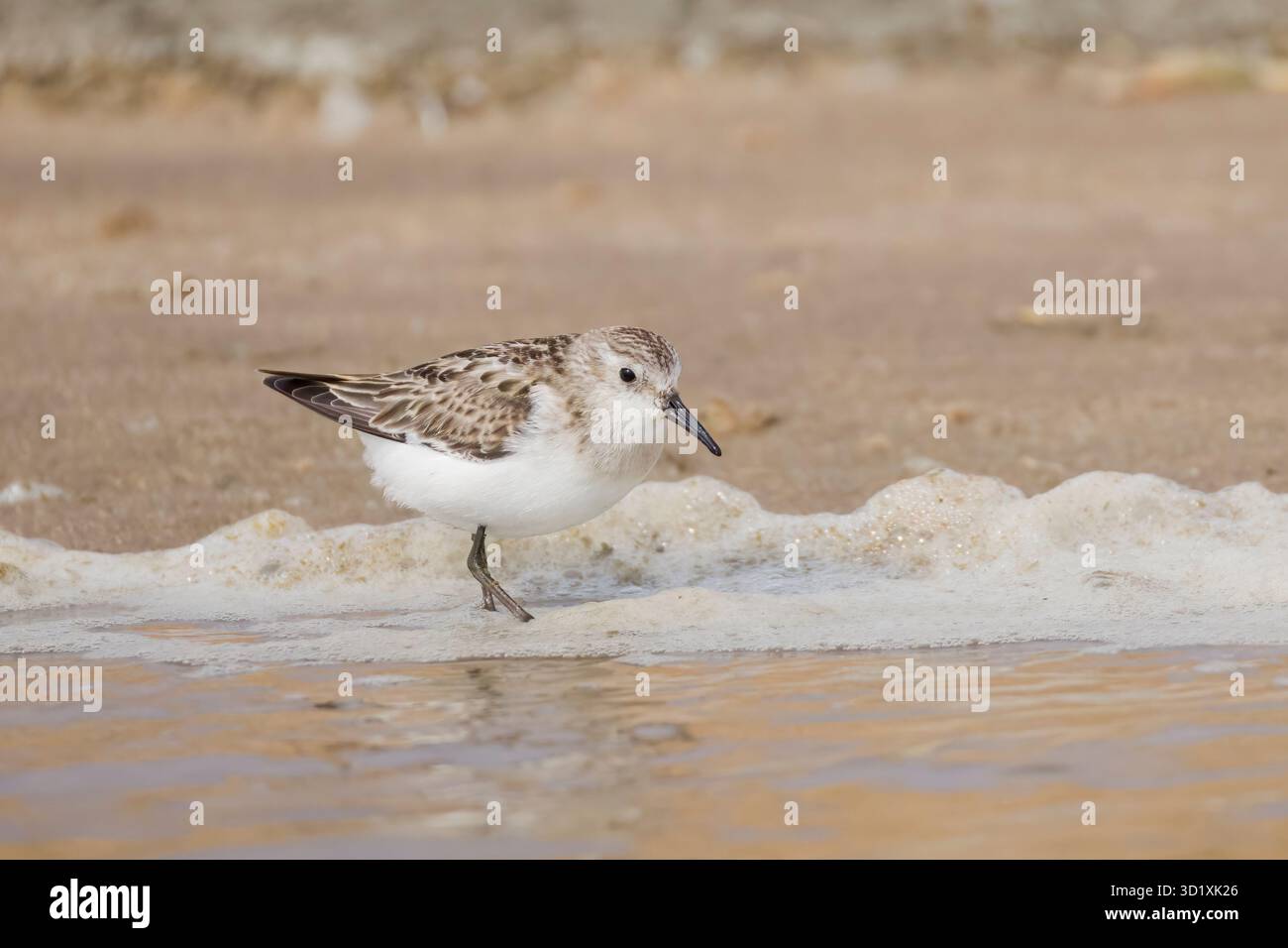Sanderling aux salines Walvis Bay Namibie Banque D'Images