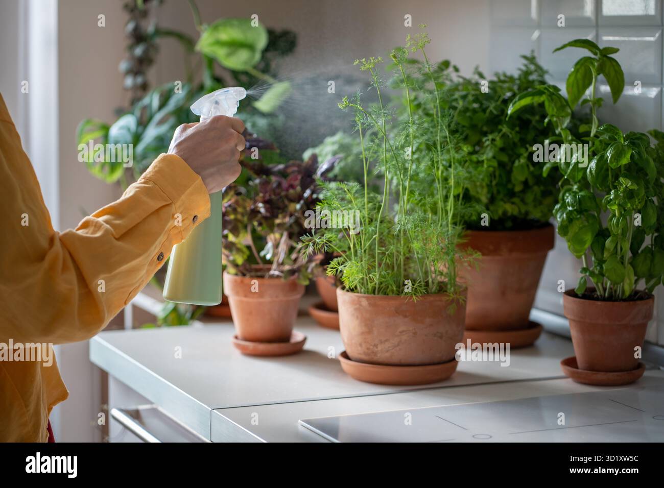 Pulvériser des plantes d'intérieur, prendre soin des semis à l'intérieur. Culture du persil, herbe à la maison, aneth frais Banque D'Images