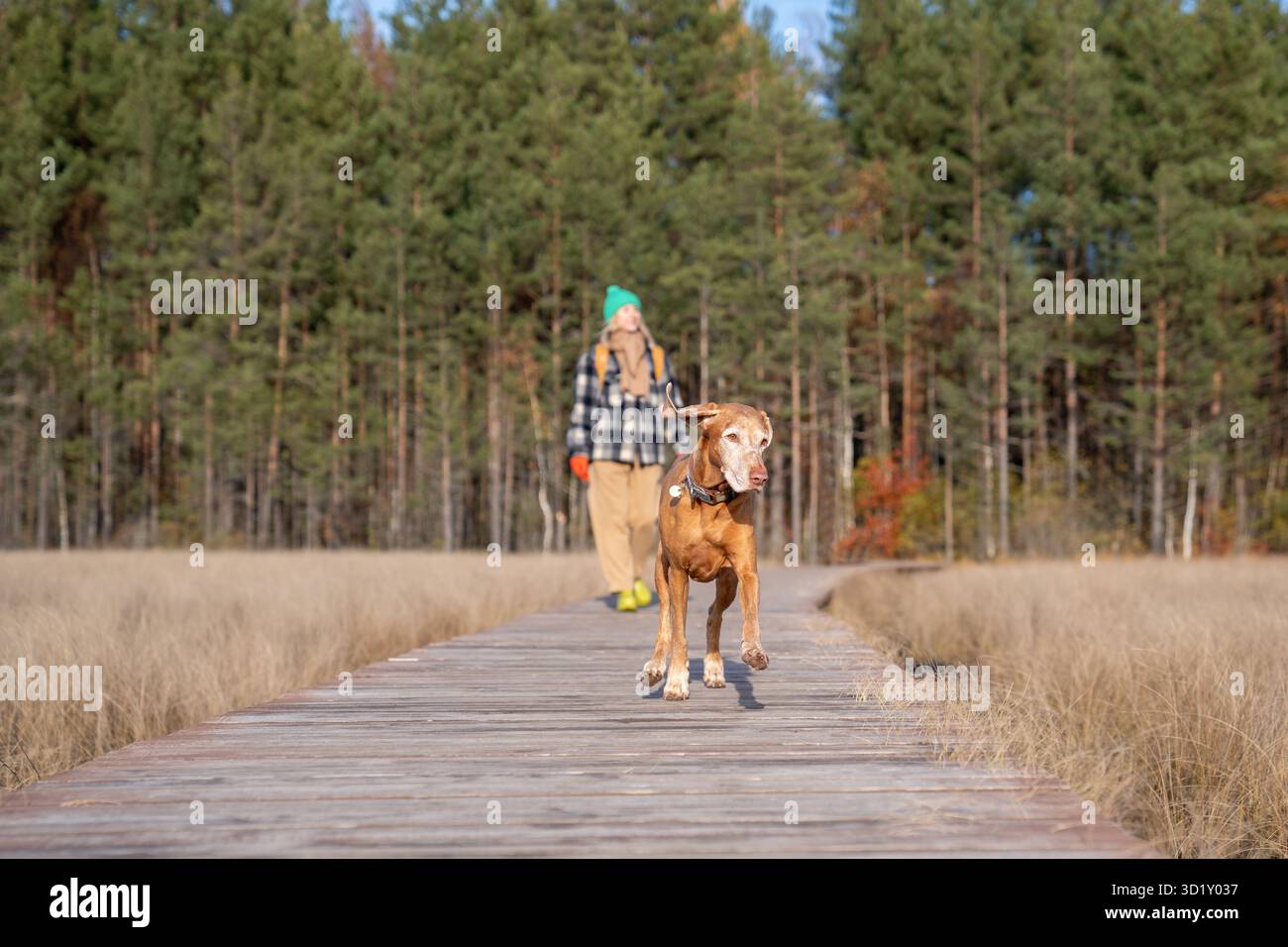 Chien courant devant femme profitant de la nature sur le sentier écologique dans le parc naturel scandinave dans la forêt de pins. Banque D'Images