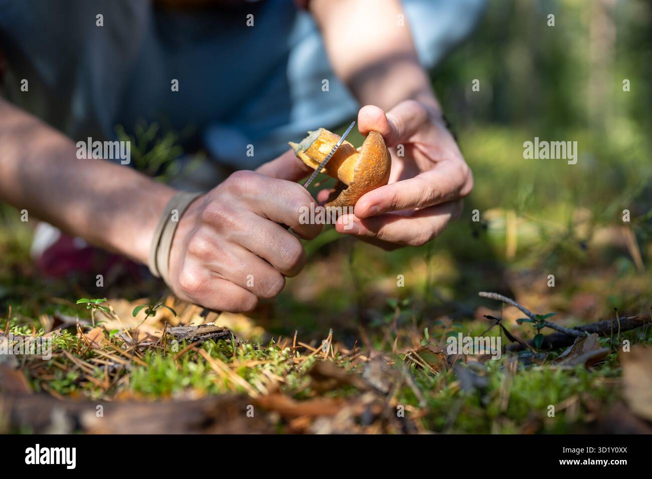 Les mains de l'homme coupent le stipe de champignon Xerocomus pour vérifier s'il y a des vers. Collecte de champignons saison d'automne Banque D'Images