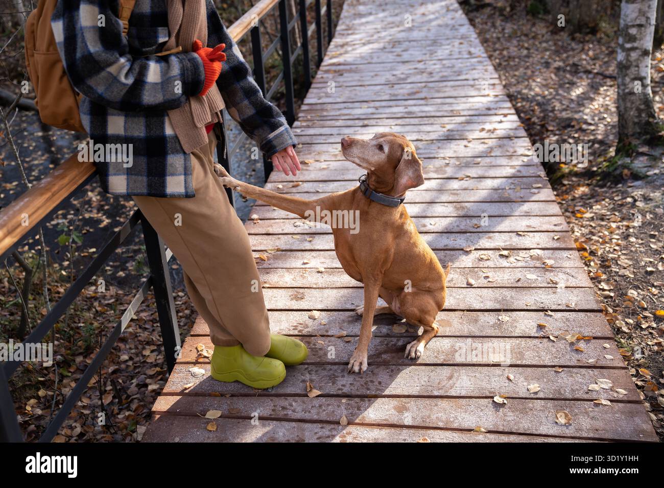 Femme dressant le chien enseignant la commande Shake Paw tenant la nourriture dans l'autre main dans le parc. Banque D'Images