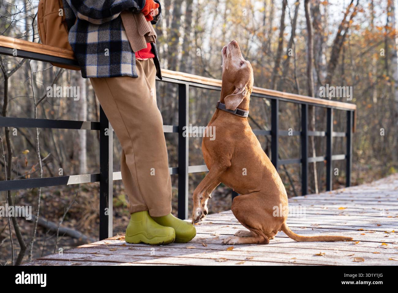 Femme formant le chien vizsla enseignant la commande vocale dans le parc paysager d'automne. Concept d'éducation pour animaux de compagnie. Banque D'Images