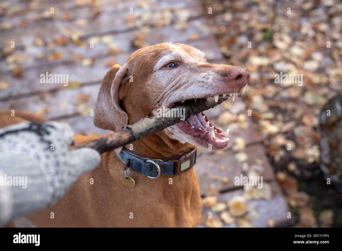 Chien de chasse brun bien entraîné magyar vizsla jouant avec un bâton en bois dans la forêt d'automne Banque D'Images