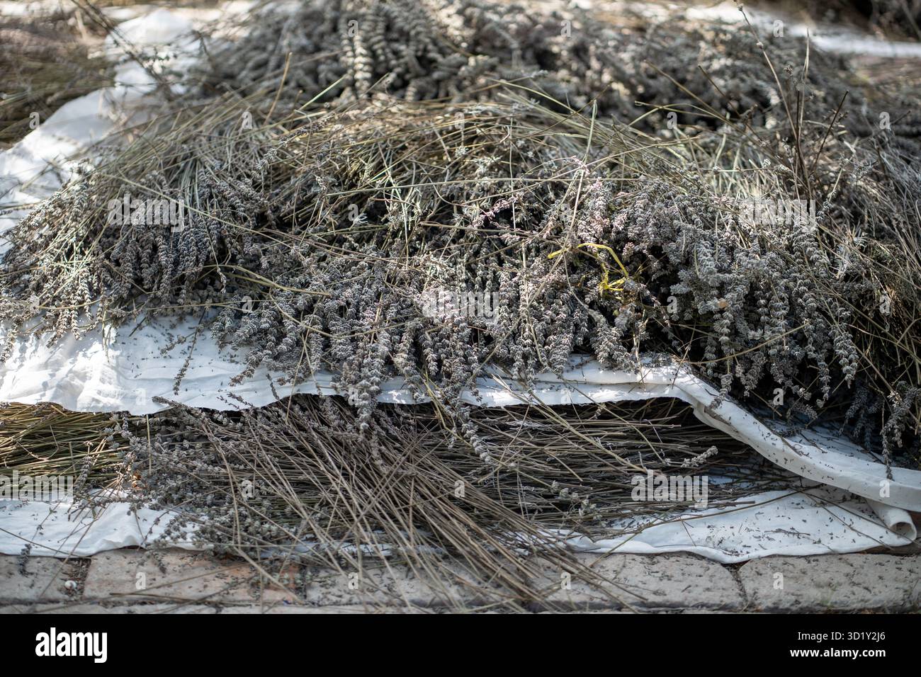Floraison des tiges de lavande séchant au soleil à l'extérieur. Pile de fleurs. Banque D'Images