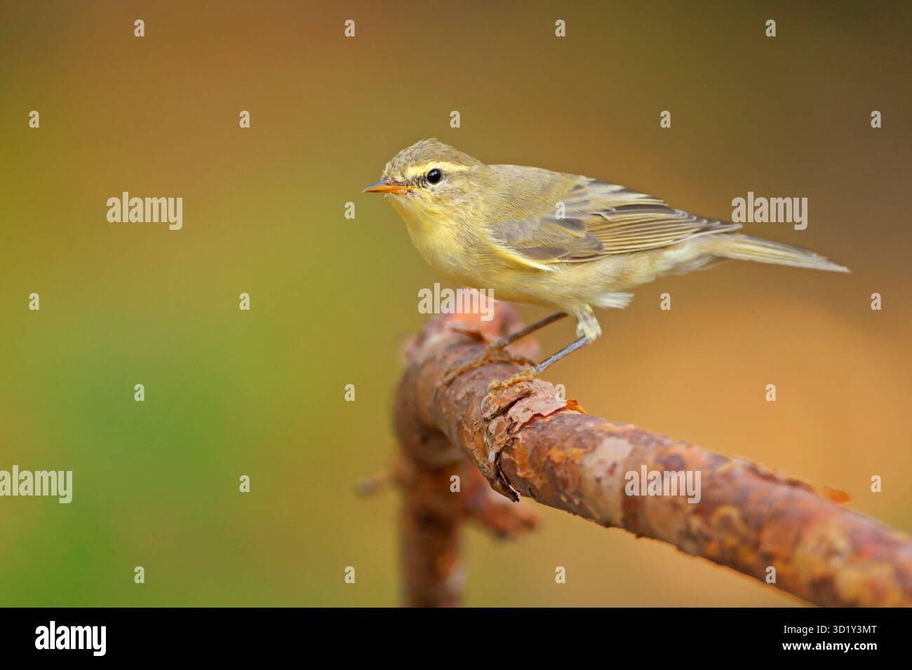 La paruline du saule (Phylloscopus trochilus) est une paruline des feuilles très commune et répandue qui se reproduit dans toute l'Europe du Nord et tempérée Banque D'Images