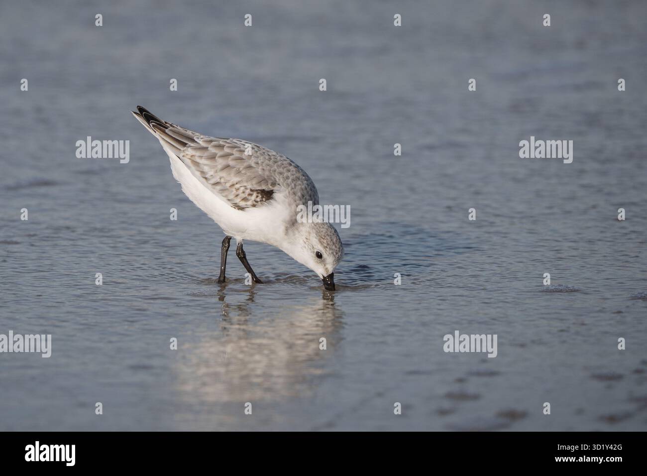 Sandpiper recherche de nourriture sur la plage de Cape May, New Jersey Banque D'Images