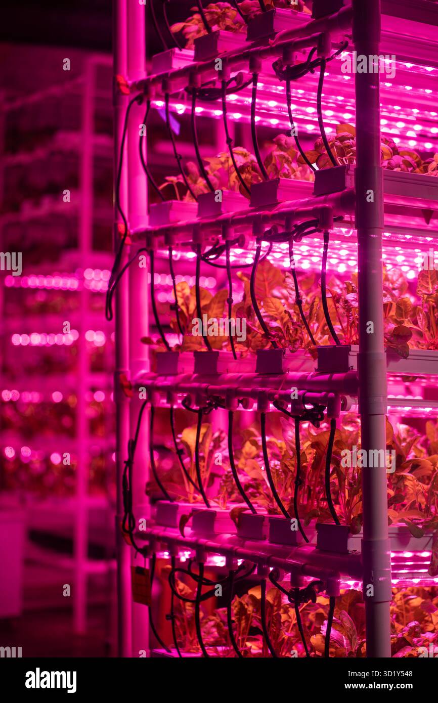 Salade verte dans la serre verticale éclairée par un éclairage rose LED. Avenir de la culture hydroponique Banque D'Images