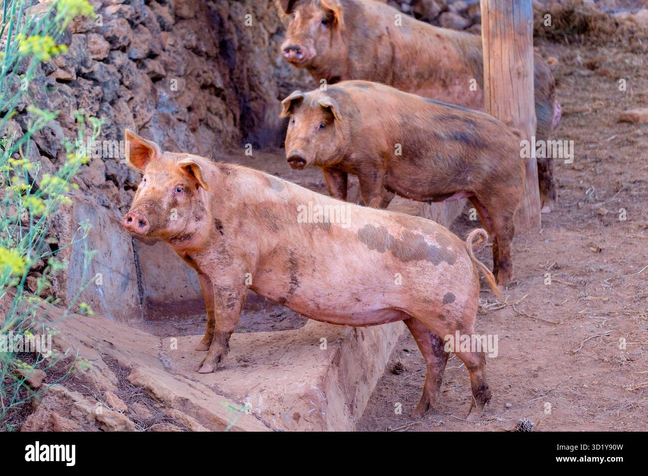 Porc reproducteur commun Ibiza, sus scrofa domestica, Sant Carles de Peralta, Ibiza, Îles Baléares, Espagne Banque D'Images