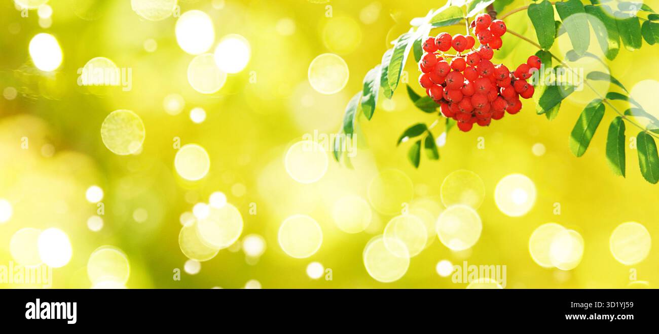 Branche de Rowan. Fond jaune et vert avec bokeh. Les paillettes scintillent en toile de fond. Bannière lumineuse horizontale avec copyspace. PLA Banque D'Images