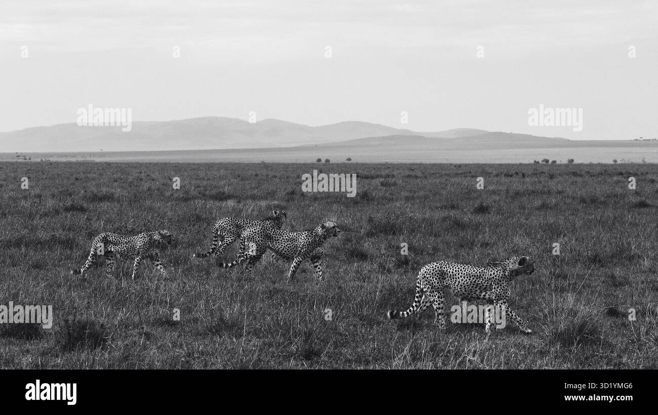 Superbe photo de la faune sauvage des guépards africains au Kenya, capturée en safari, mettant en évidence les prédateurs emblématiques de cette Afrique dans son habitat naturel. Banque D'Images