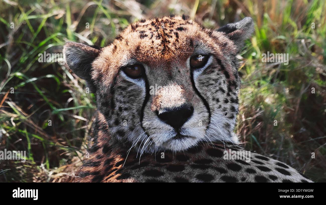 Superbe photo de la faune sauvage des guépards africains au Kenya, capturée en safari, mettant en évidence les prédateurs emblématiques de cette Afrique dans son habitat naturel. Banque D'Images