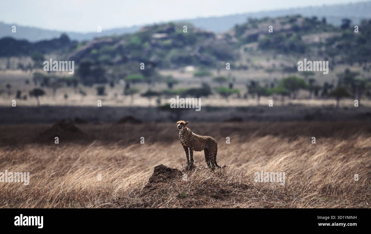 Superbe photo de la faune sauvage des guépards africains au Kenya, capturée en safari, mettant en évidence les prédateurs emblématiques de cette Afrique dans son habitat naturel. Banque D'Images
