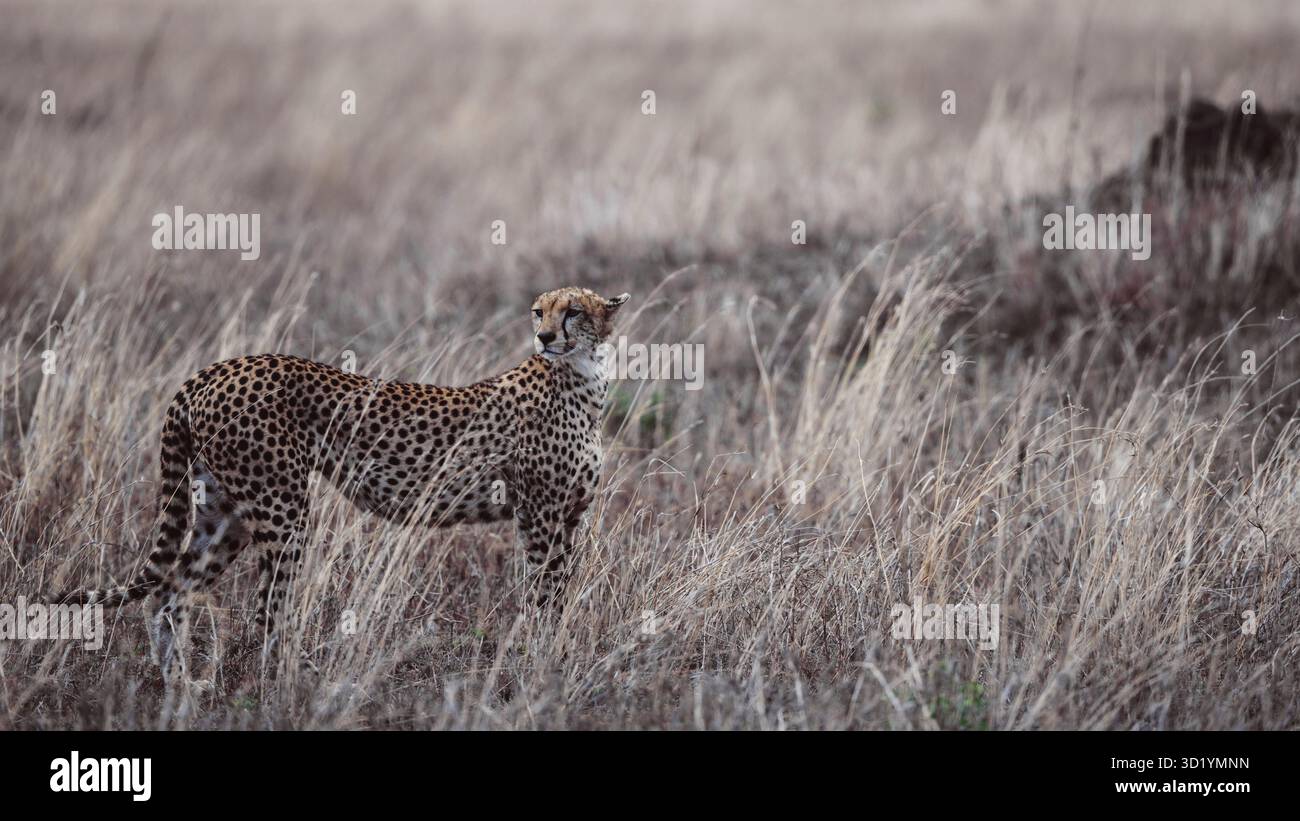 Superbe photo de la faune sauvage des guépards africains au Kenya, capturée en safari, mettant en évidence les prédateurs emblématiques de cette Afrique dans son habitat naturel. Banque D'Images