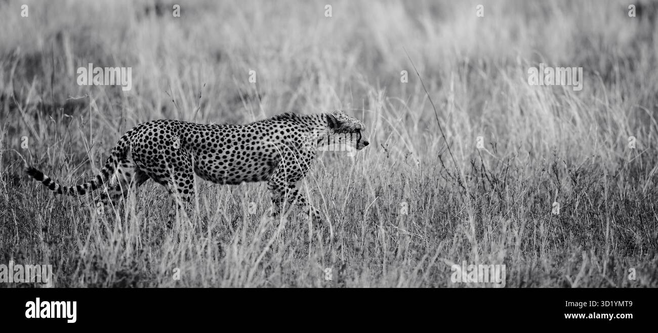 Superbe photo de la faune sauvage des guépards africains au Kenya, capturée en safari, mettant en évidence les prédateurs emblématiques de cette Afrique dans son habitat naturel. Banque D'Images