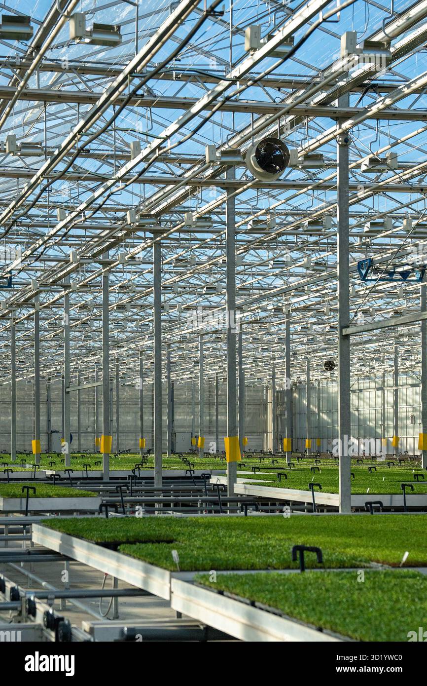 Grande construction de serre commerciale moderne produisant des légumes biologiques, de la laitue. Agro-industrie. Banque D'Images