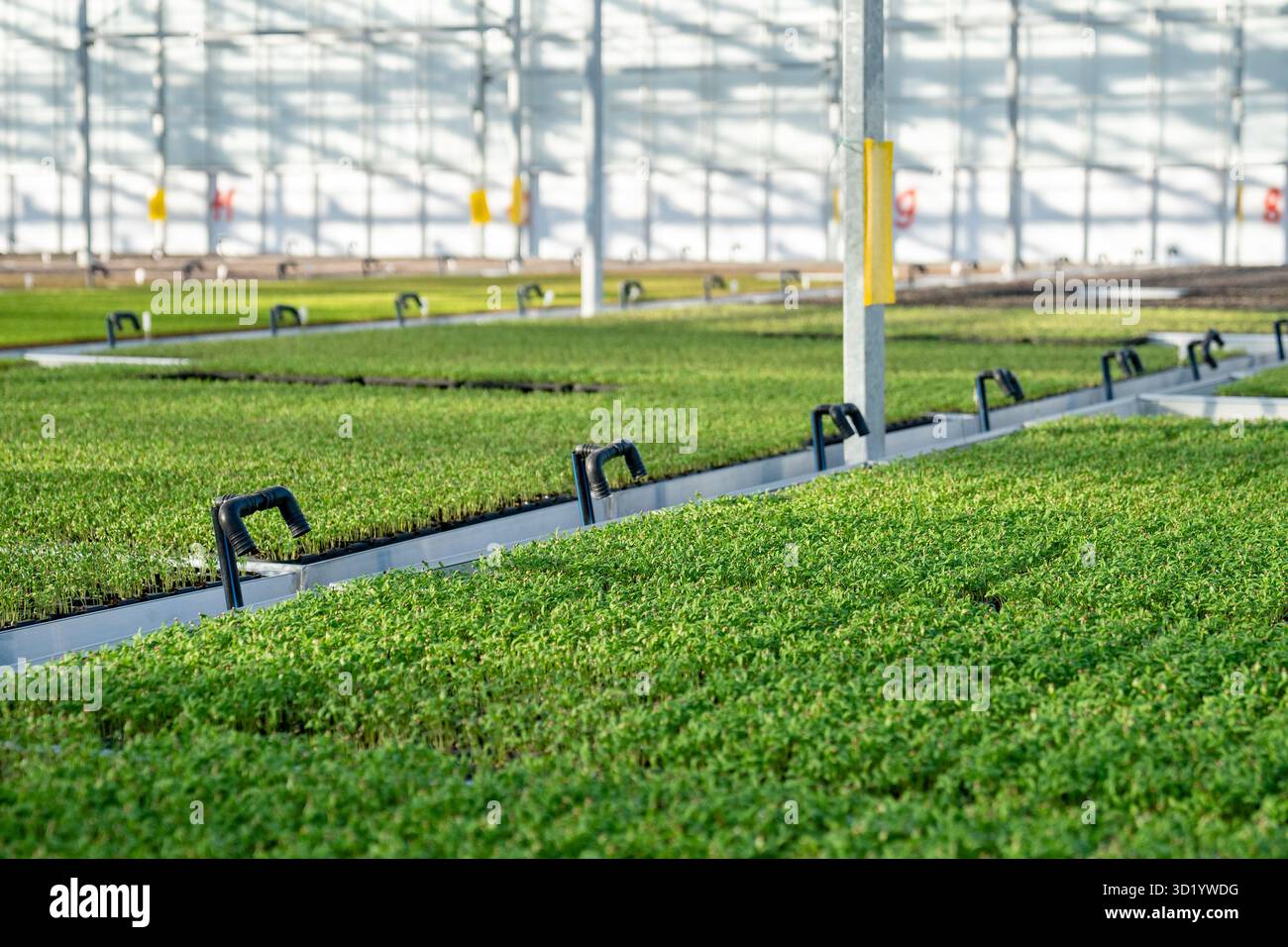 Grande construction de serre commerciale moderne produisant des légumes biologiques, de la laitue. Agro-industrie. Banque D'Images