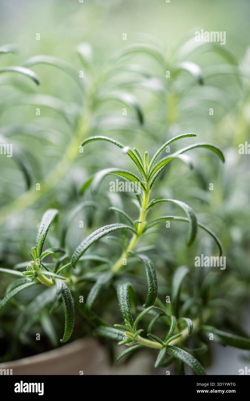 Buisson de romarin dans des pots, entrelacant de nouvelles pousses. Soins des plantes sains, cultiver des herbes pour la médecine Banque D'Images