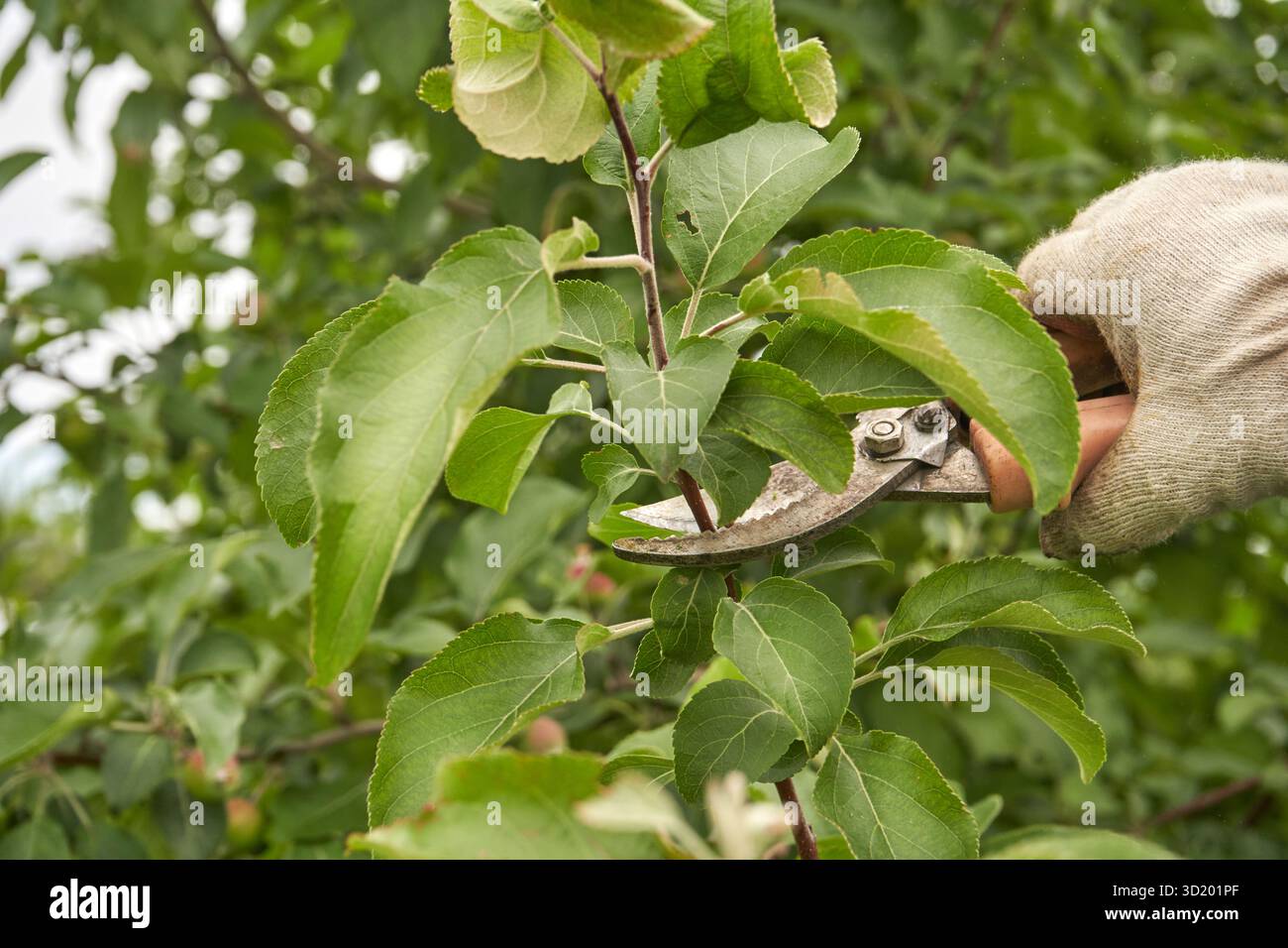 Jardinier élaguant des branches de pommier vertes avec des ciseaux d'élagage pour une croissance saine dans le verger. Banque D'Images