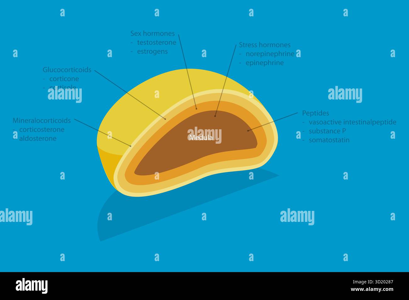 Illustration plate isométrique 3D de la glande surrénale, système endocrinien illustration plate isométrique 3D de la glande surrénale, endocrinienne S. Banque D'Images