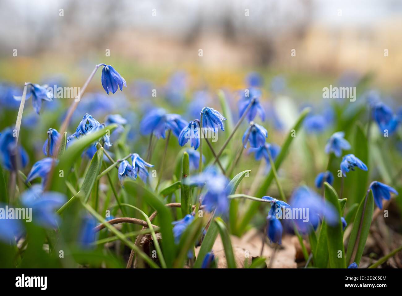 Scilla siberica avec des fleurs bleues ou scilla siberica au début du printemps en mars Banque D'Images