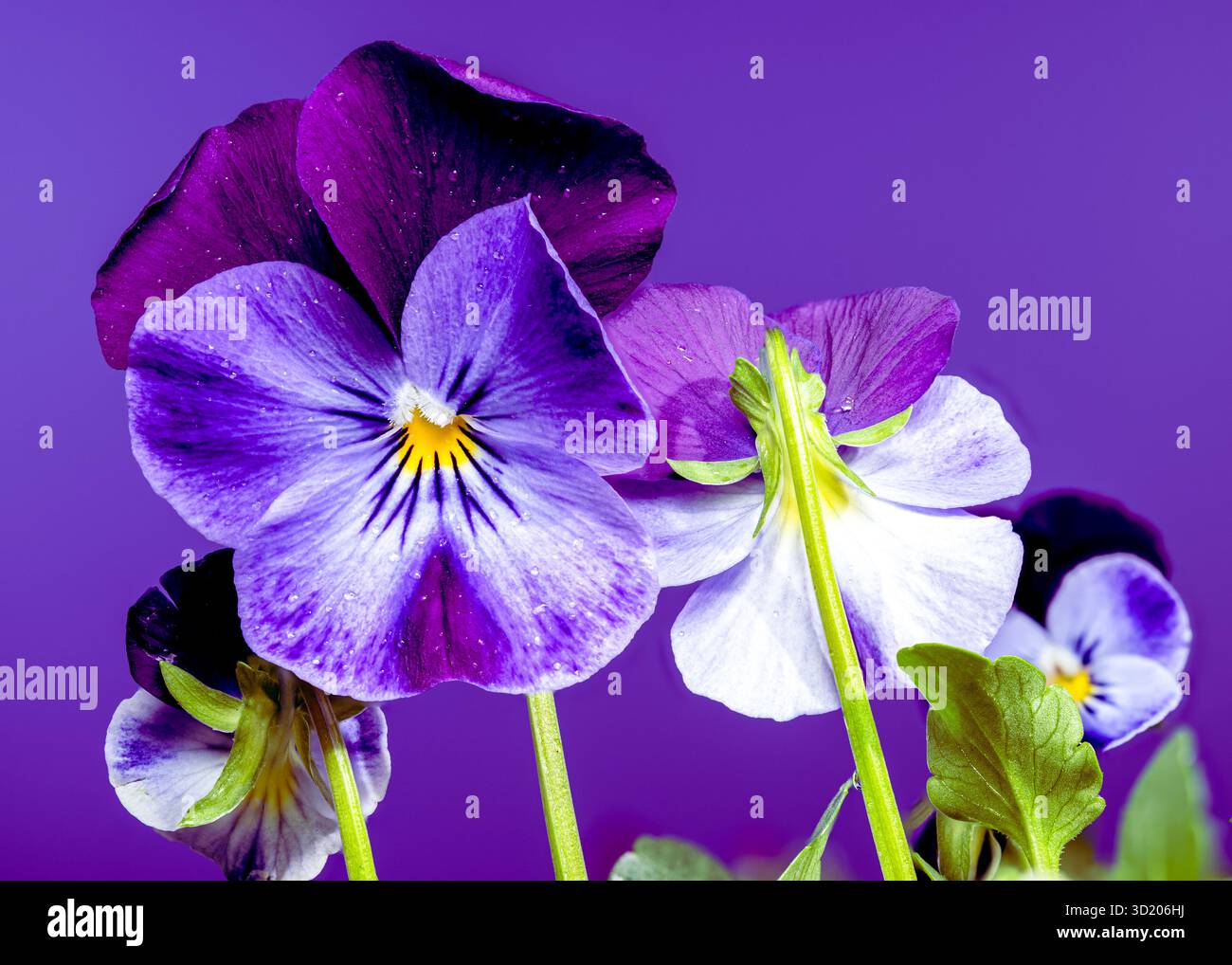 Fleurs violettes et bleues de Pansy sur fond violet Banque D'Images