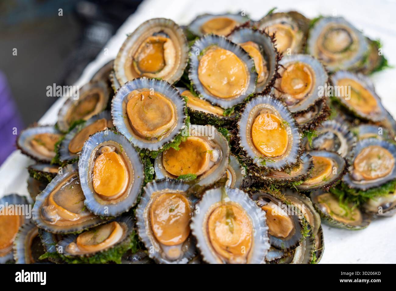 Patella limpets Banque D'Images