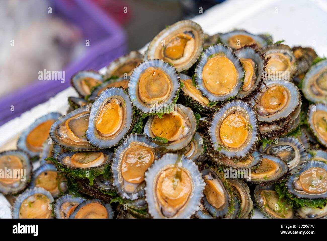 Patella limpets Banque D'Images