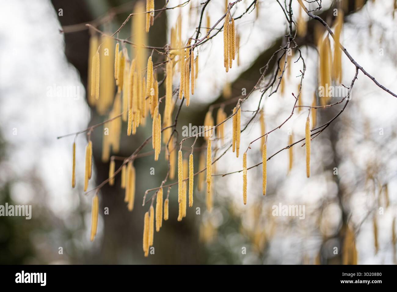 Boucles d'oreilles sur les branches de noisetier en gros plan au début du printemps. Floraison de noisettes dans le parc. Banque D'Images
