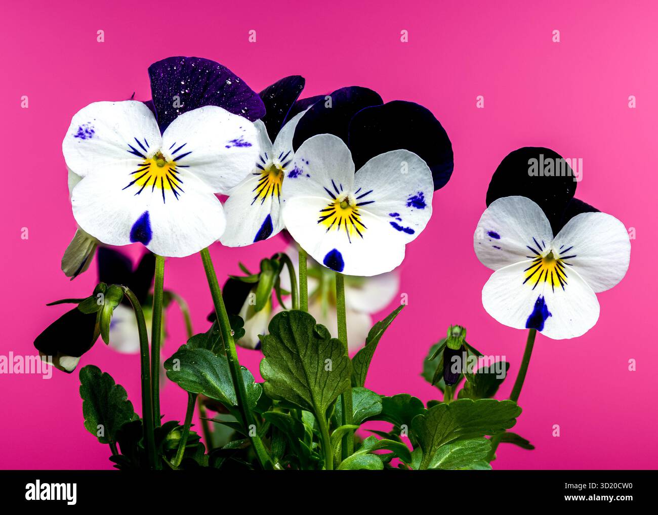 Blanc et violet Pansy fleurs en fleur sur rose Banque D'Images