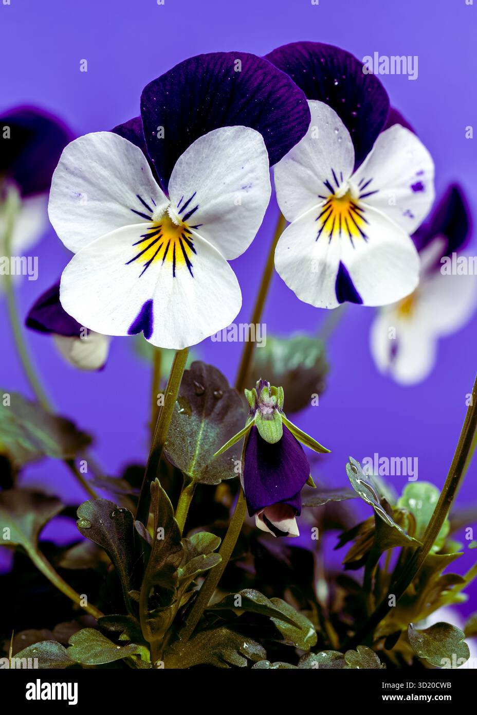 Gros plan sur la fleur de la pensée violette et blanche Banque D'Images
