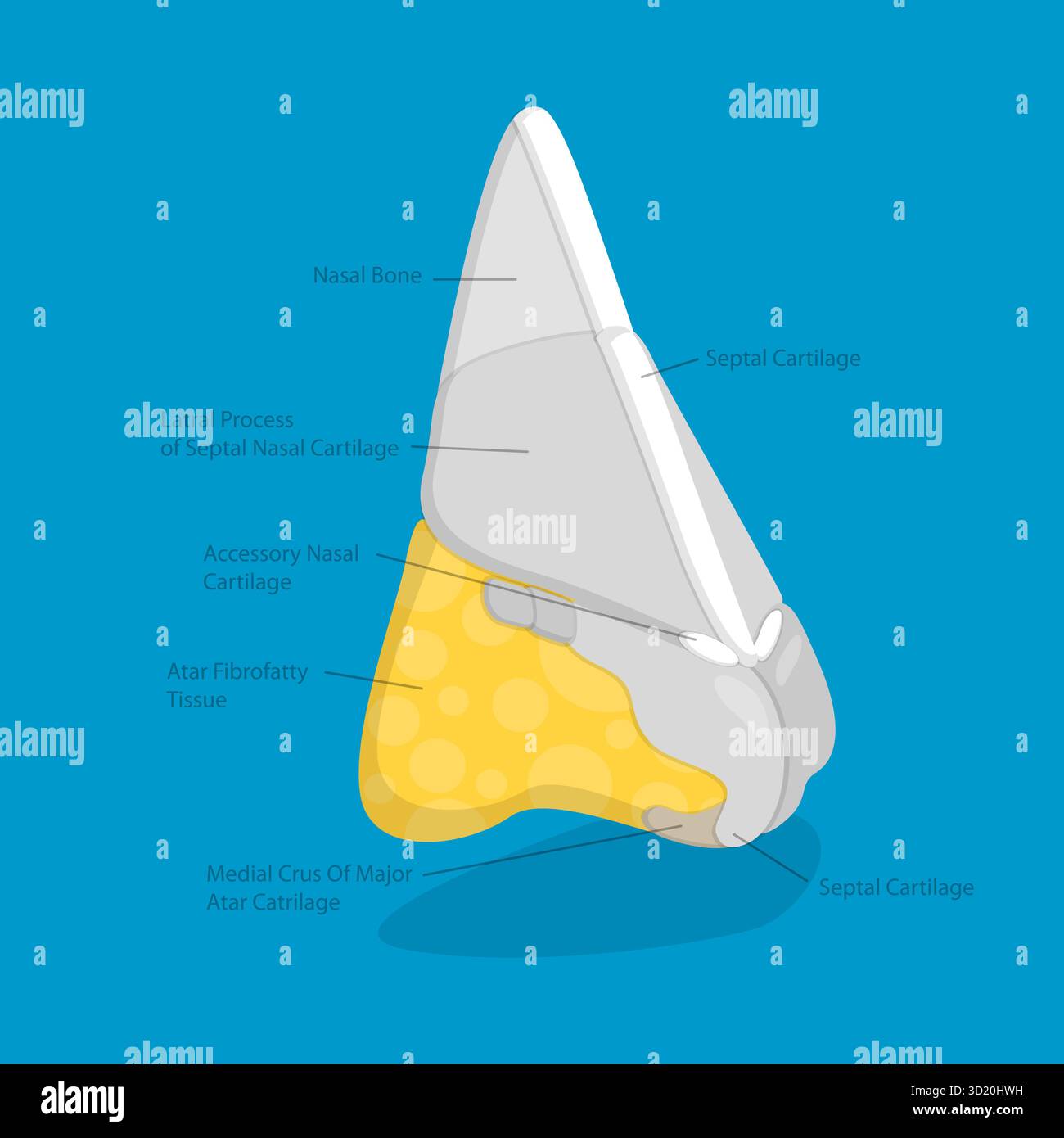 Illustration plate isométrique 3D de l'anatomie nasale, schéma anatomique 3D illustration plate isométrique de l'anatomie nasale, Anato Banque D'Images