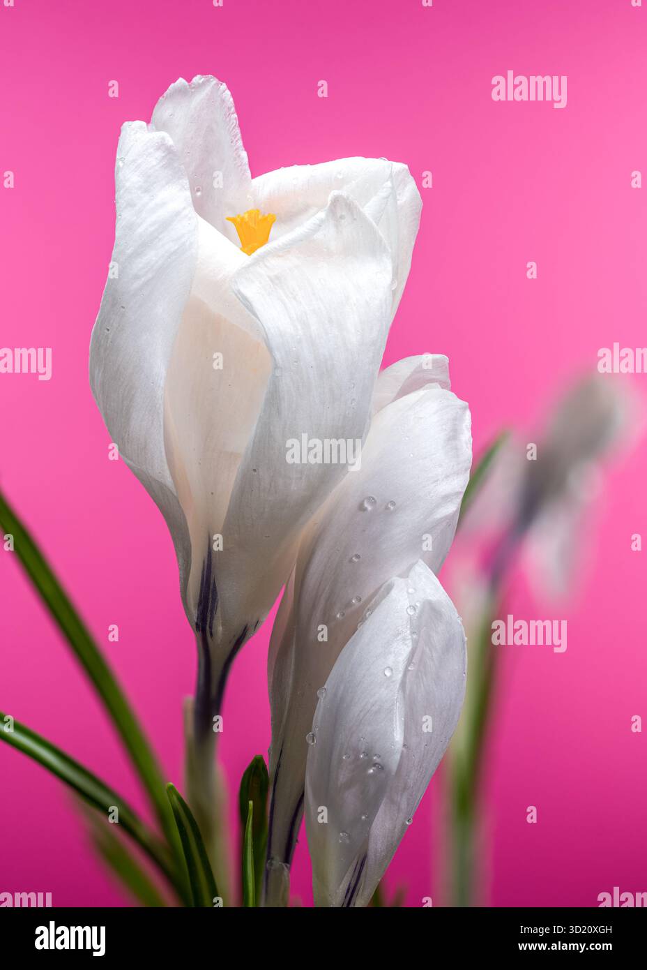 Fleurs de crocus blanc avec des gouttes d'eau sur rose vif Banque D'Images