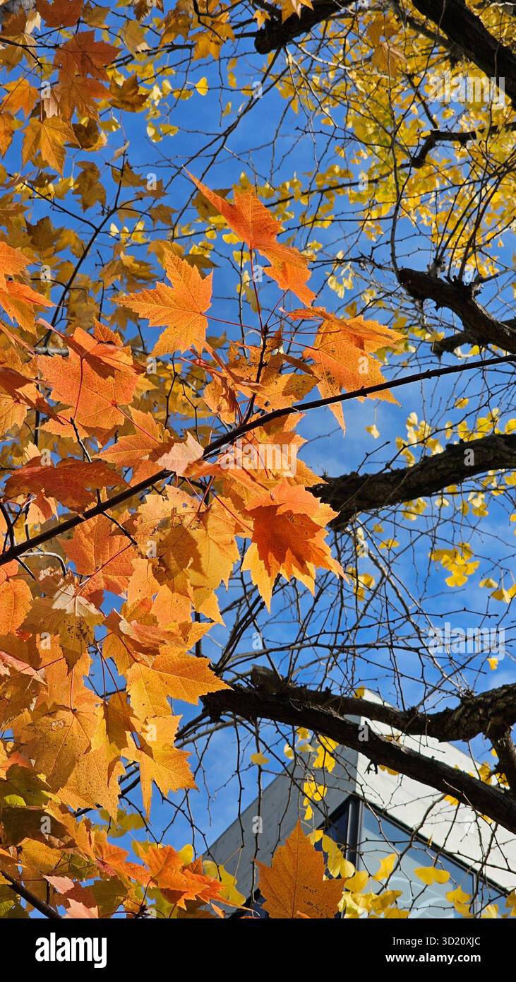 Feuillage d'automne doré à Kyoto, Japon. Vibrant Maple Sweetgum Red feuilles vue panoramique se balançant sous un ciel bleu clair, scène naturelle d'automne dans un parc - Image de stock capturée avec un smartphone
