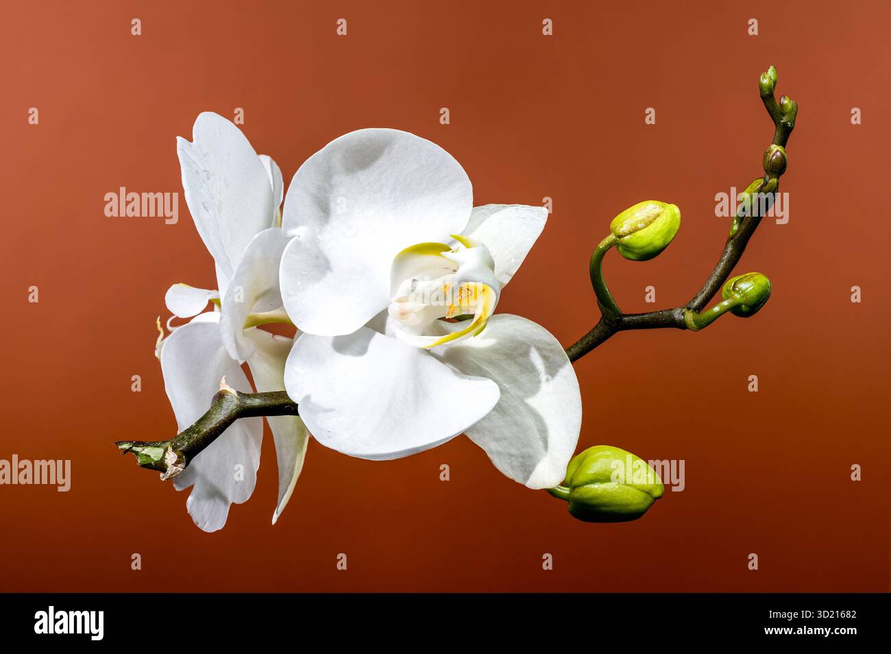 Élégante orchidée blanche fleurit sur fond brun chaud Banque D'Images