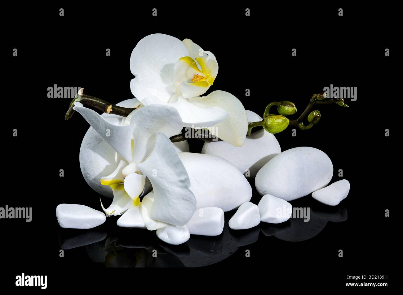 Élégant White Phalaenopsis Orchid Bloom sur des pierres blanches lisses Banque D'Images