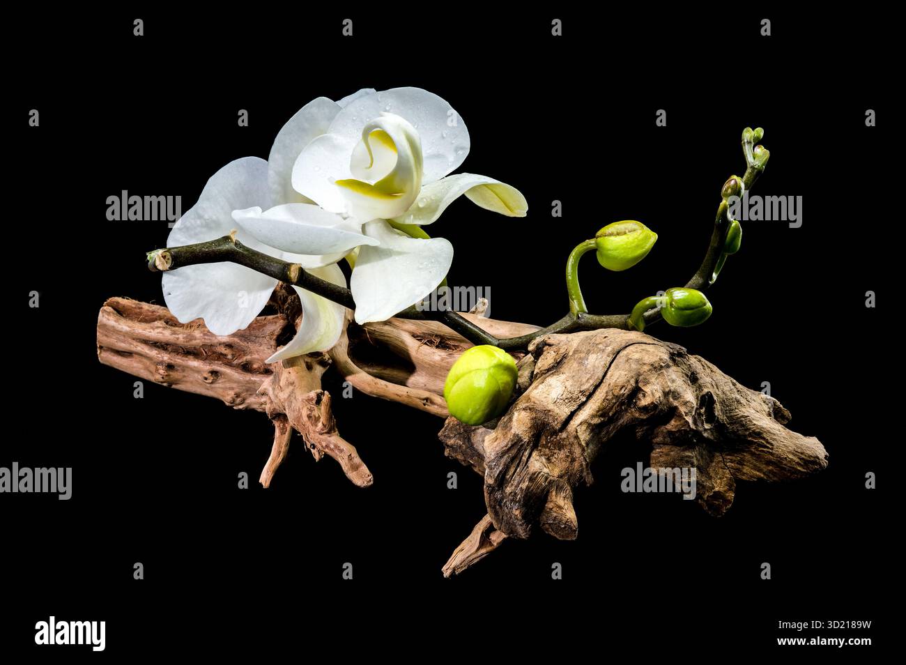 Élégante floraison d'orchidée blanche et bourgeons sur Driftwood Branch Banque D'Images